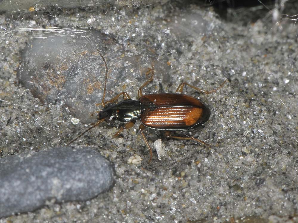 Bembidion testaceum, o meglio Ocydromus testaceus